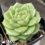 Echeveria Sugar Heart Y126 - Image 2