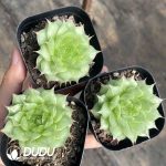 Echeveria Sugar Heart K048 - Image 2