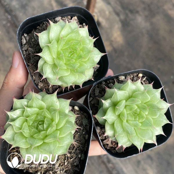 Echeveria Sugar Heart K048 - Image 2