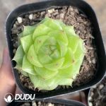 Echeveria Sugar Heart M-10 - Image 2