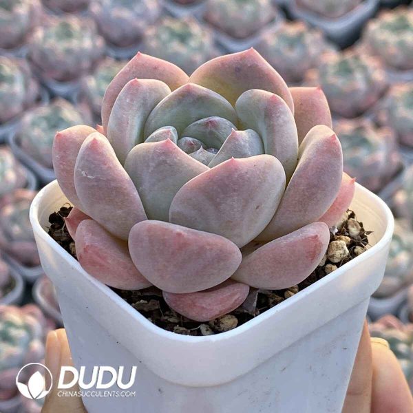 Echeveria Dream - Image 2