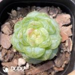 Echeveria Sugar Heart 5001 - Image 2