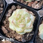 Echeveria Pine Flower - Image 2