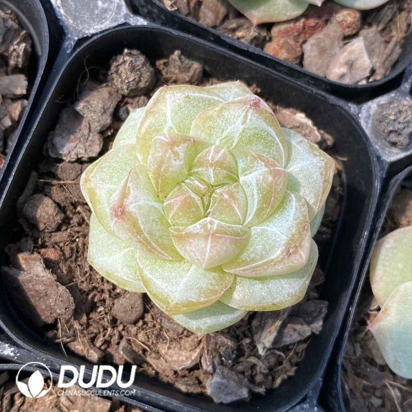 Echeveria Pine Flower - Image 2