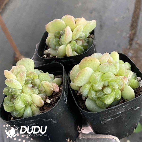 Echeveria Sweet Heart Clusting - Image 2