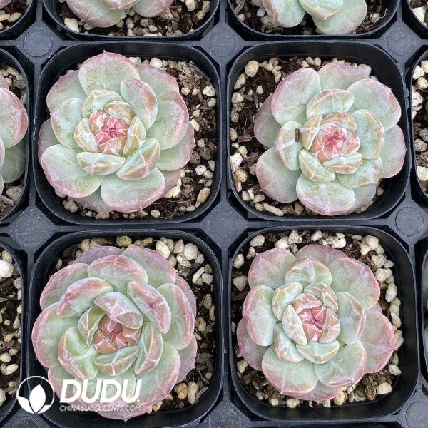 Echeveria 23YL2009 - Image 2