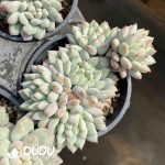 Echeveria Ice Cream Cluster - Image 2