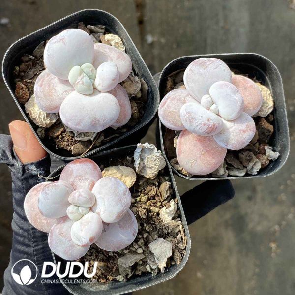 Echeveria Snow Beauty - Image 2