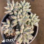 Pachyphytum Icarus Cluster - Image 2