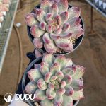 Echeveria Fat Tiger - Image 2