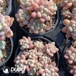 Graptopetalum Daphne Cluster - Image 2