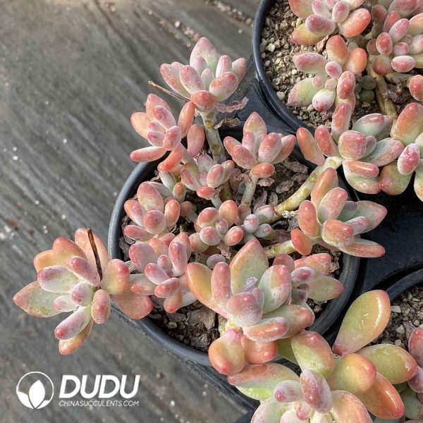 Pachyphytum Apple Beauty Cluster - Image 2