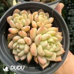 Echeveria Kocho Clustering