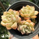 Echeveria Kocho Clustering - Image 2