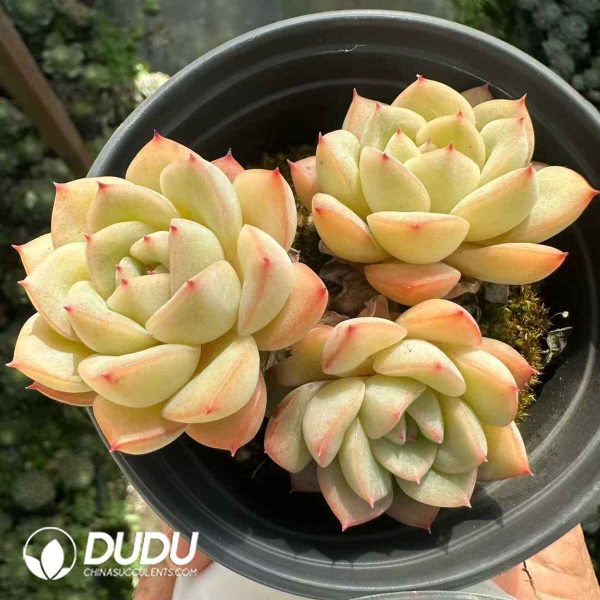 Echeveria Kocho Clustering - Image 2