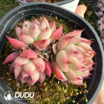 Echeveria Pink Crystal Clustering