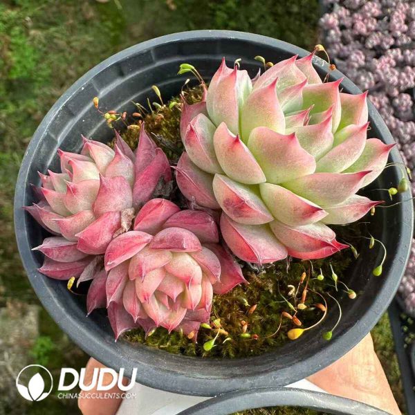 Echeveria Pink Crystal Clustering - Image 2