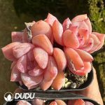 Echeveria Monroe Clustering