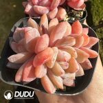 Echeveria Monroe Clustering - Image 2