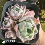 Echeveria Rose Moon Clustering