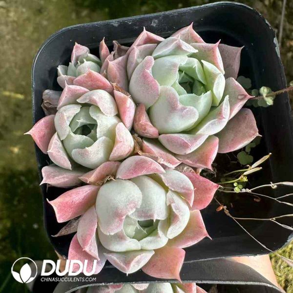 Echeveria Rose Moon Clustering - Image 2