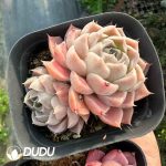 Echeveria Ice Green Double Head