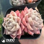 Echeveria Ice Green Double Head - Image 2