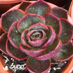 Echeveria Red Light ((Single/Double Heads Random)