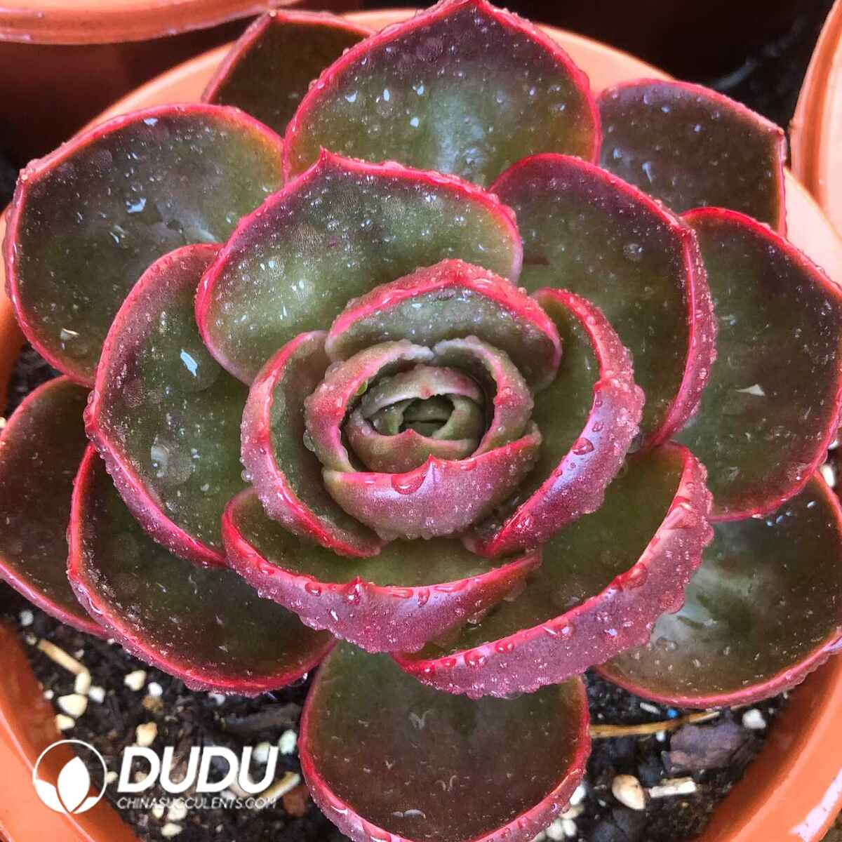 07815D180201.jpg Echeveria Red Light ((Single/Double Heads Random) - Image 1