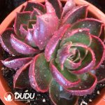 Echeveria Red Light ((Single/Double Heads Random) - Image 2