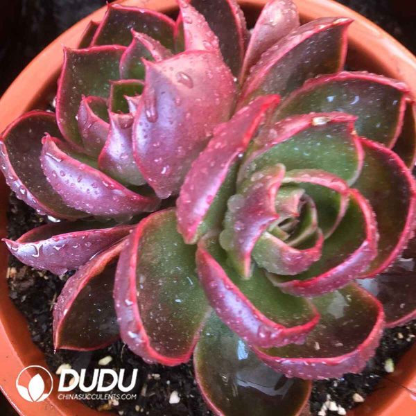 Echeveria Red Light ((Single/Double Heads Random) - Image 2