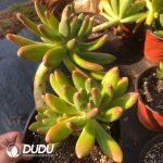Pachyphytum Golden Cicada Clustering