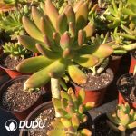 Pachyphytum Golden Cicada Clustering - Image 2