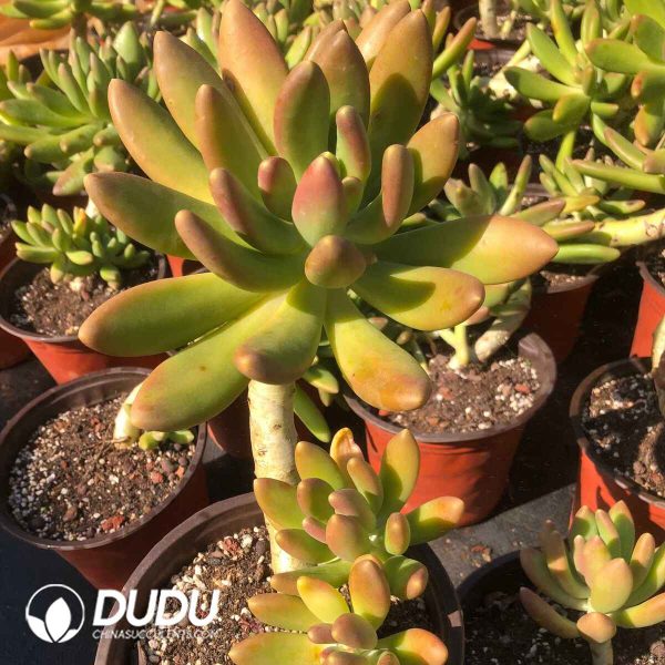 Pachyphytum Golden Cicada Clustering - Image 2