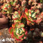 Echeveria Lhasa Clustering