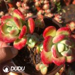 Echeveria Lhasa Clustering - Image 2