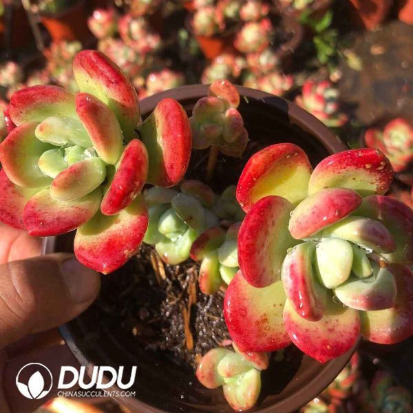 Echeveria Lhasa Clustering - Image 2