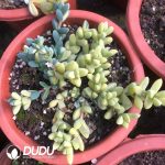 Astridia Corpuscularia lehmannii variegated Clustering