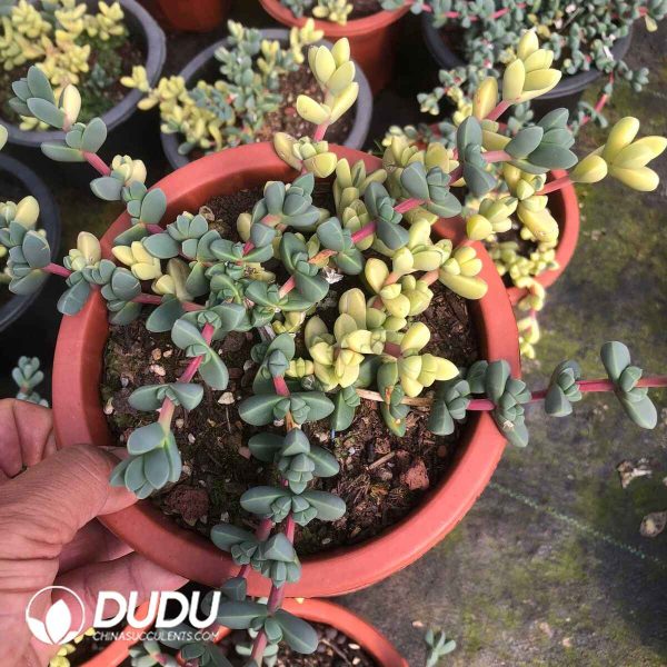 Astridia Corpuscularia lehmannii variegated Clustering - Image 2