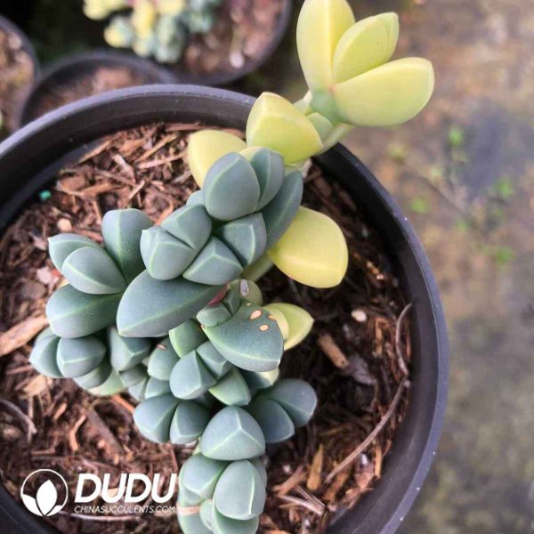 Astridia Corpuscularia lehmannii variegated - Image 2