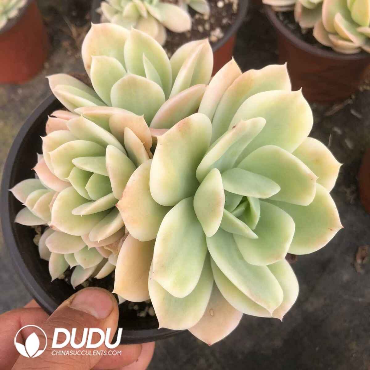 07820D120201.jpg Echeveria Domingo Variegated Cristata - Image 1