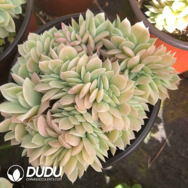 Echeveria Domingo Variegated Cristata - Image 2