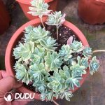 Sedum Palmeri Variegated Clustering
