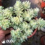 Sedum Palmeri Variegated Clustering - Image 2