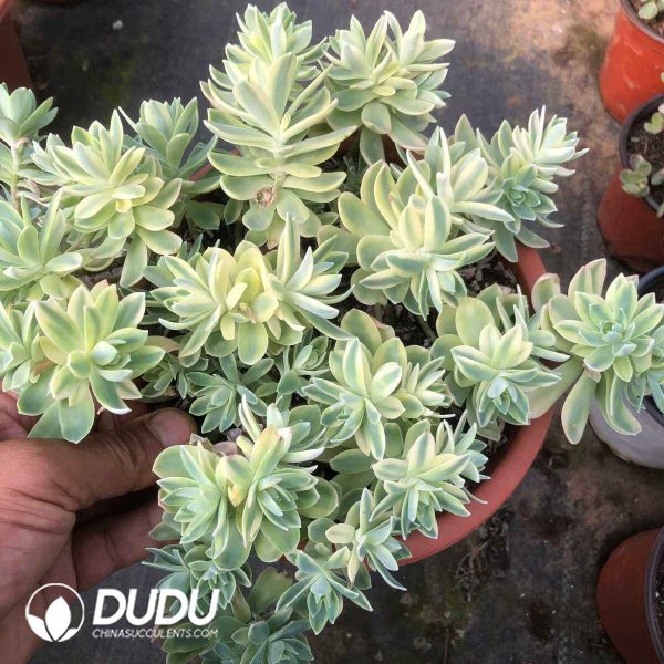 Sedum Palmeri Variegated Clustering - Image 2