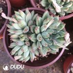 Pachyphytum Meteorite ((Single/Double Heads/Clustering Random)