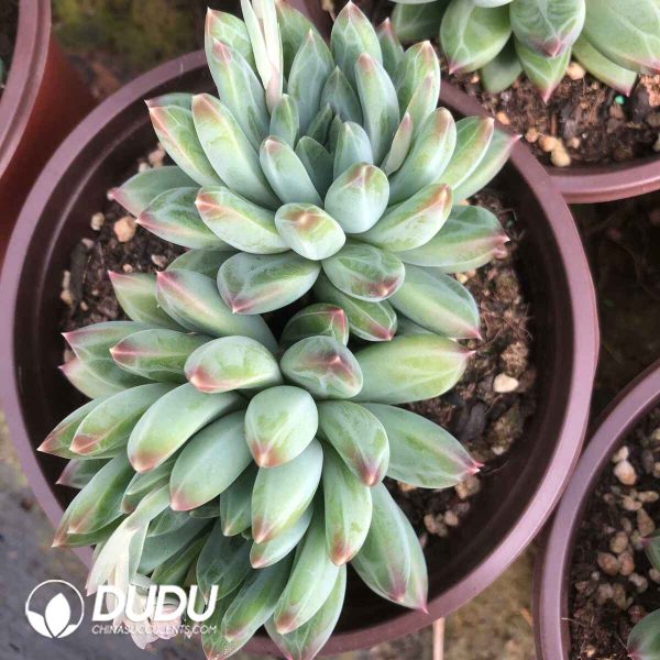 Pachyphytum Meteorite ((Single/Double Heads/Clustering Random) - Image 2