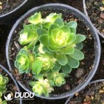 Aeonium Cat Eye Rose Variegated Clustering