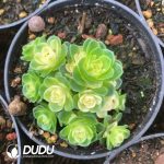 Aeonium Cat Eye Rose Variegated Clustering - Image 2