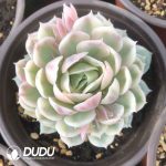 Echeveria Onslow Variegated